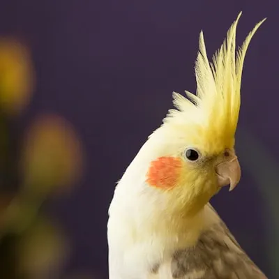 parrot